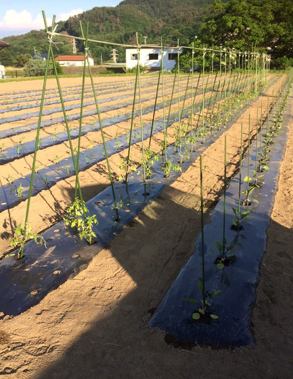 CW Vegetables（有機栽培野菜）山梨県白州産、土にこだわり無農薬栽培を主としたのっぽ農園